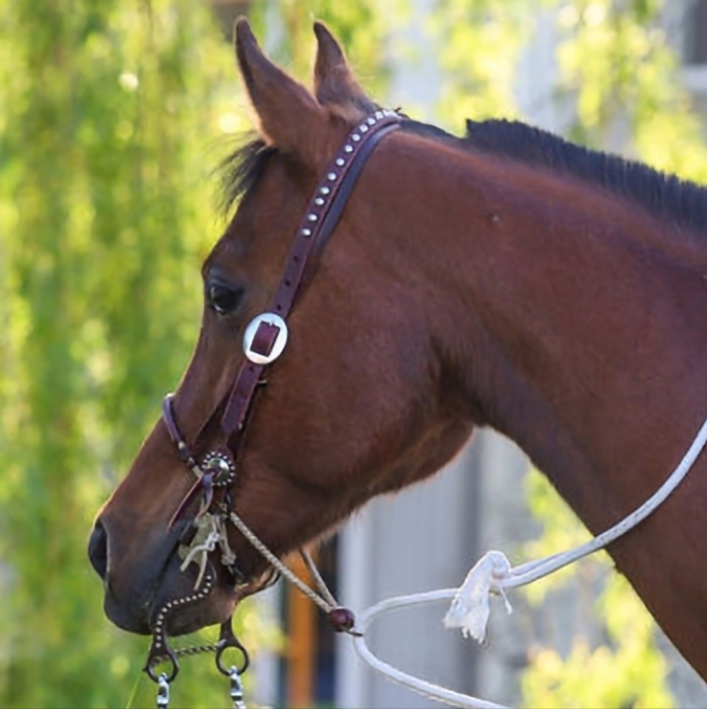 One Ear Bridle